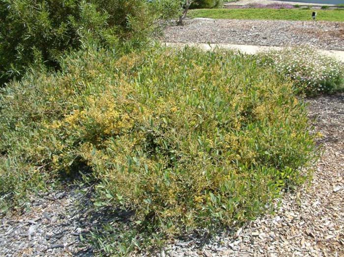 Plant photo of: Acacia redolens 'Prostrata'