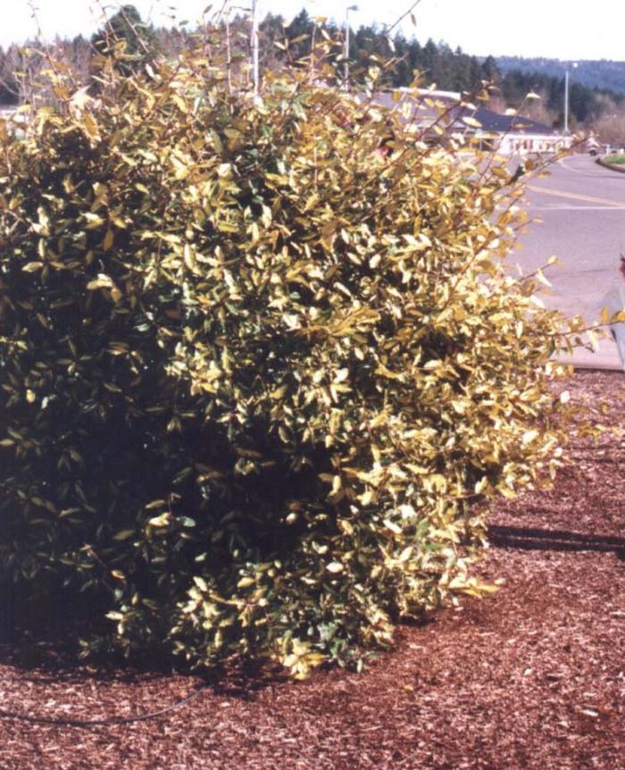 Plant photo of: Elaeagnus pungens 'Maculata'