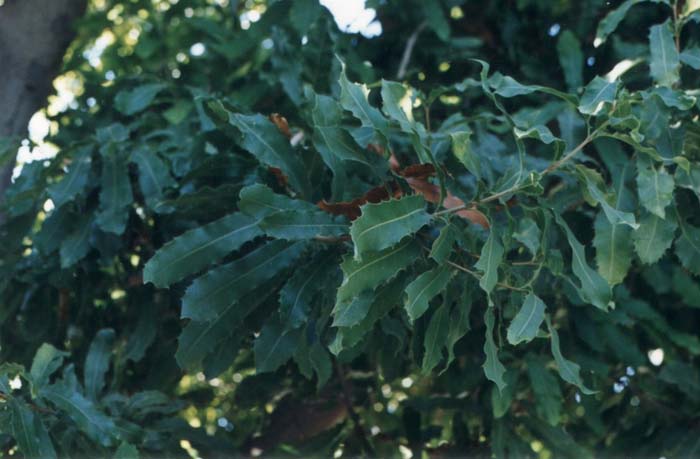 Plant photo of: Macadamia hybrids