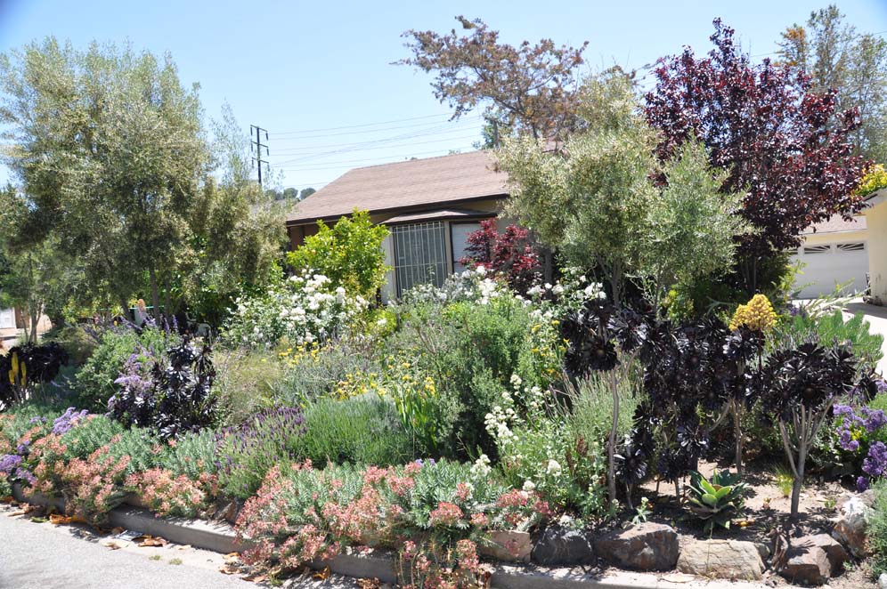 General Garden Shots 9