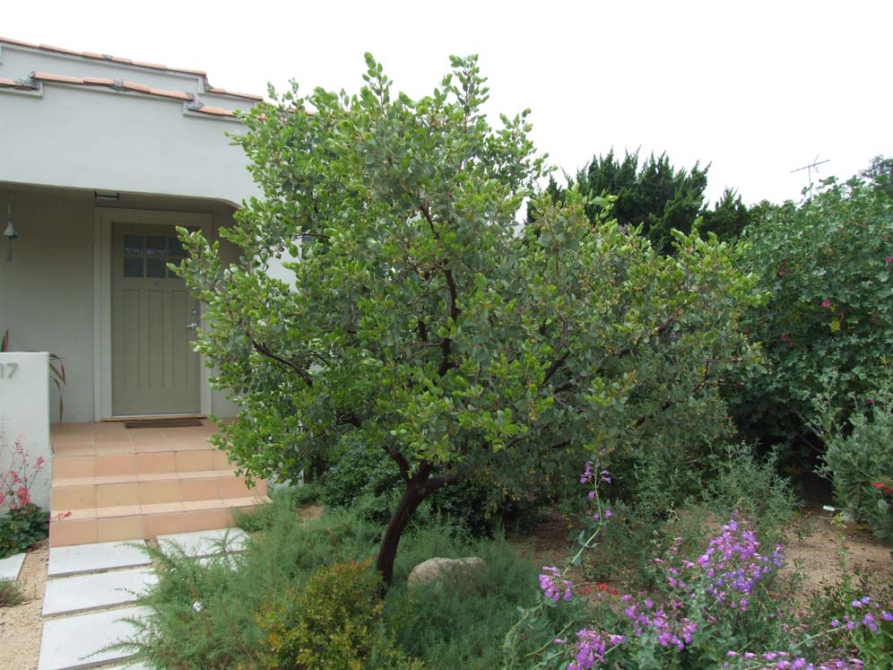 Modern Home Ancient Plants 6
