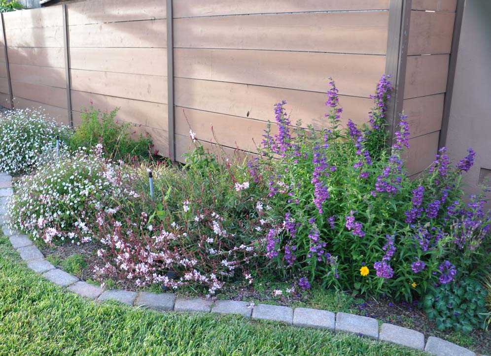 Small Scale Native Garden 4