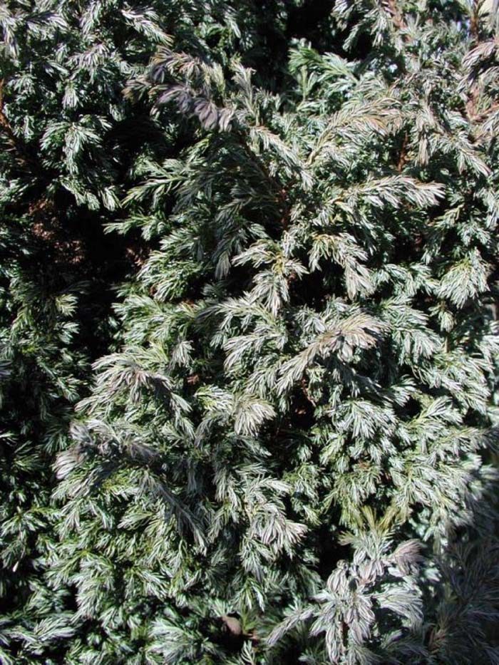 Rhamnus californica 'Eve Case'