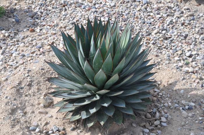 Blue Glow Agave