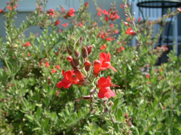 Furman's Red Texas Sage