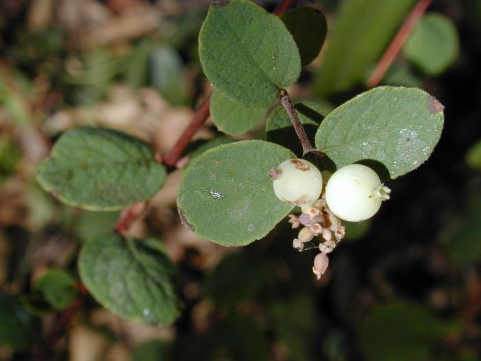 Spreading Snowberry