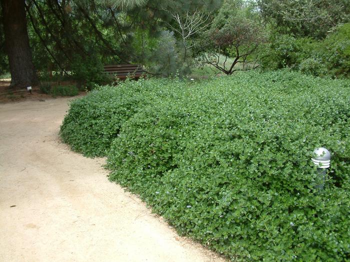 Plant photo of: Ceanothus griseus hor. 'Yankee Point'