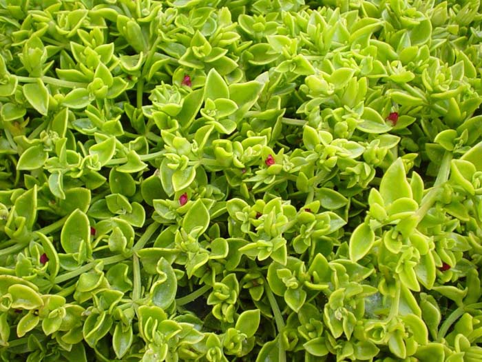 Aptenia X cordifolia 'Red Apple'