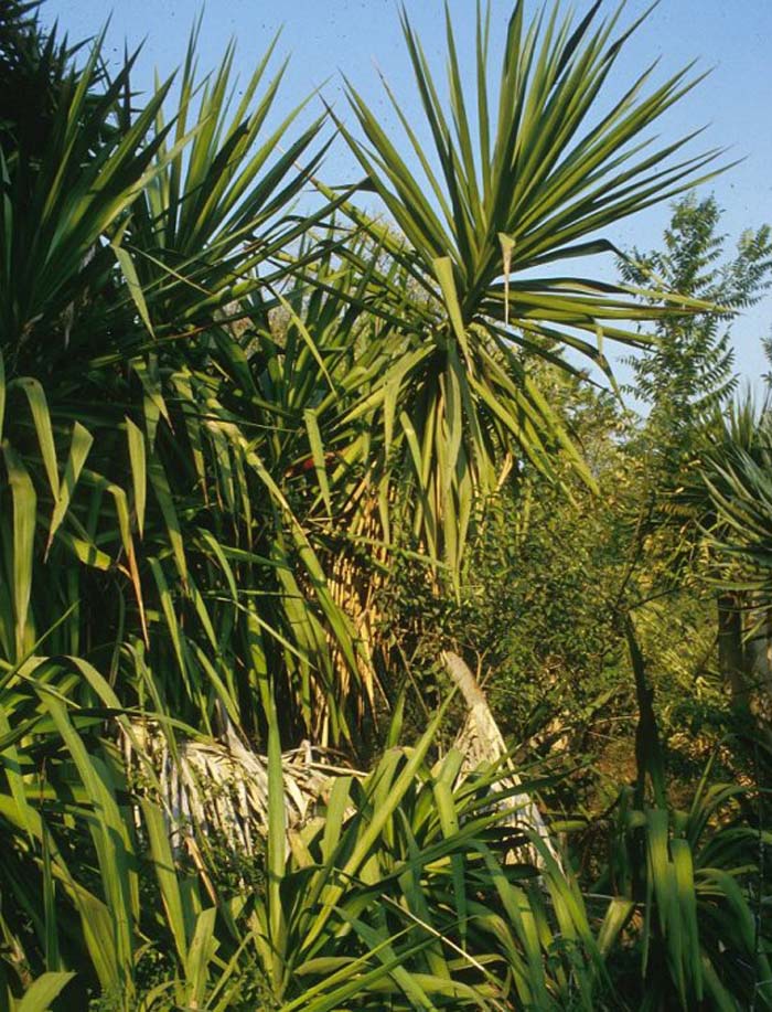 Yucca elephantipes