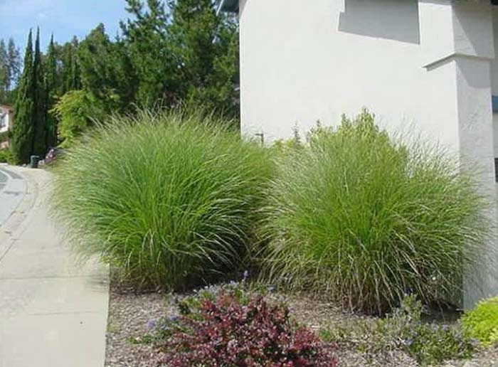 Miscanthus 'Adagio'