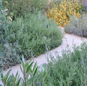 California Native Yard