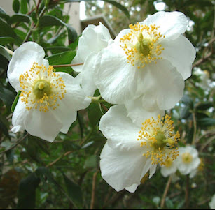 California Native Plants