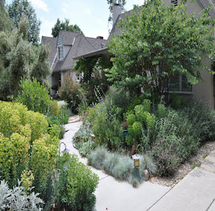 Euphorbia Garden