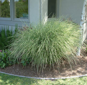 Low Water Ornamental Grasses