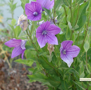 Low Water Perennials