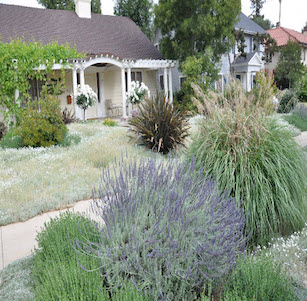Summer Snow Garden