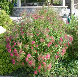 Low Water Shrubs