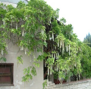 Low Water Vines