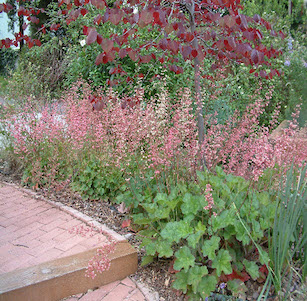 Downtown Garden