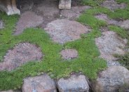 Chamomile, Roman Chamomile