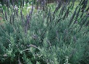 Goodwin Creek Grey Lavender