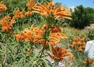 Lion's Tail