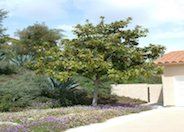 Southern Magnolia, Bull Bay