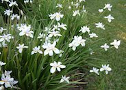 Butterfly-Iris, Fortnight Lily