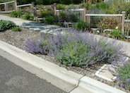 Catmint