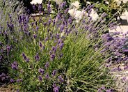 Munstead Dwarf Lavender
