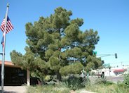 Allepo Pine