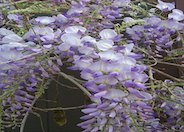 Chinese Wisteria