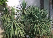 Spineless Yucca